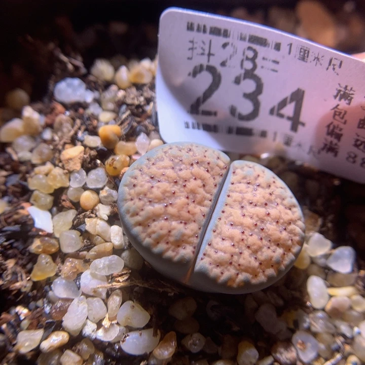 精品生石花28.234