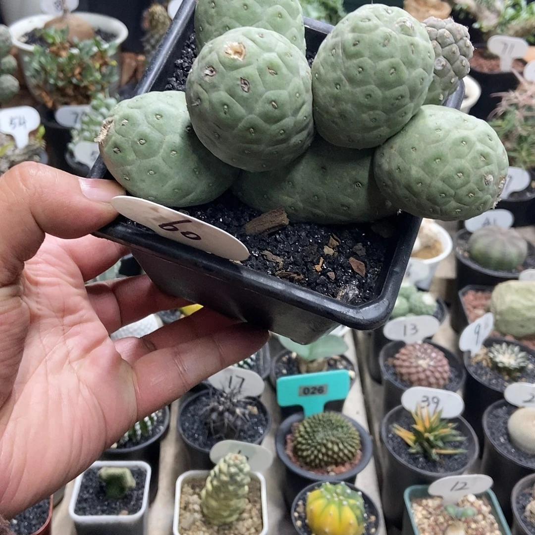 大型无刺款习志野