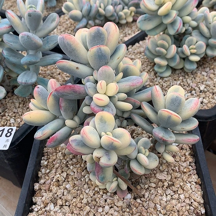 乒乓福娘锦 爱掉叶子