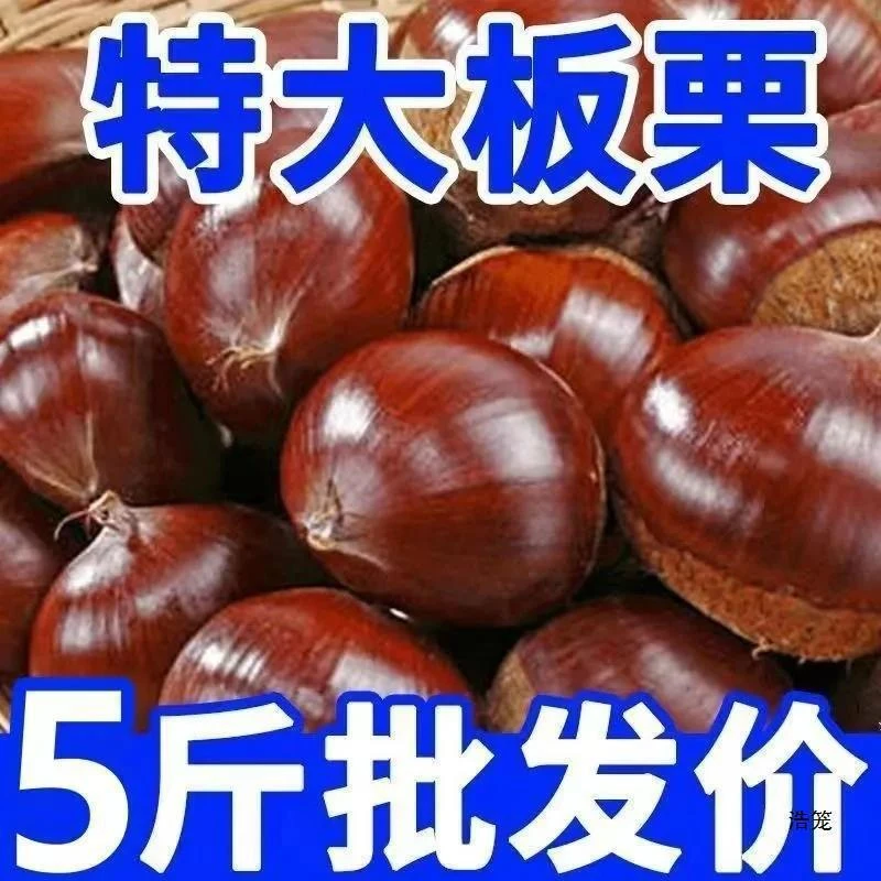 2025新鲜直发高丹东山老树新鲜板栗香甜脆口生板栗不难剥皮