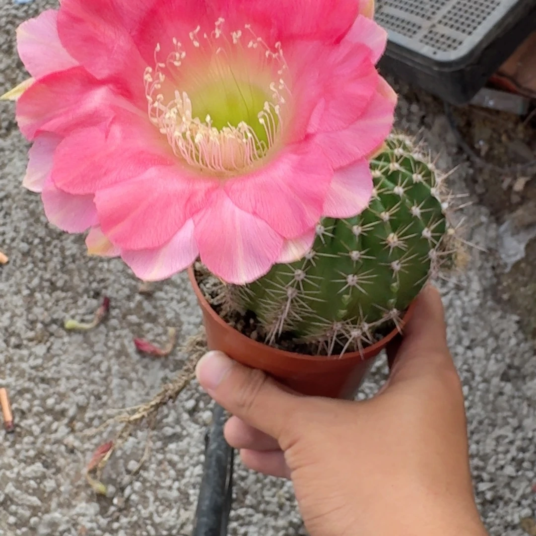 睡***.无花朵彩草哈哈哈哈哈哈哈哈哈