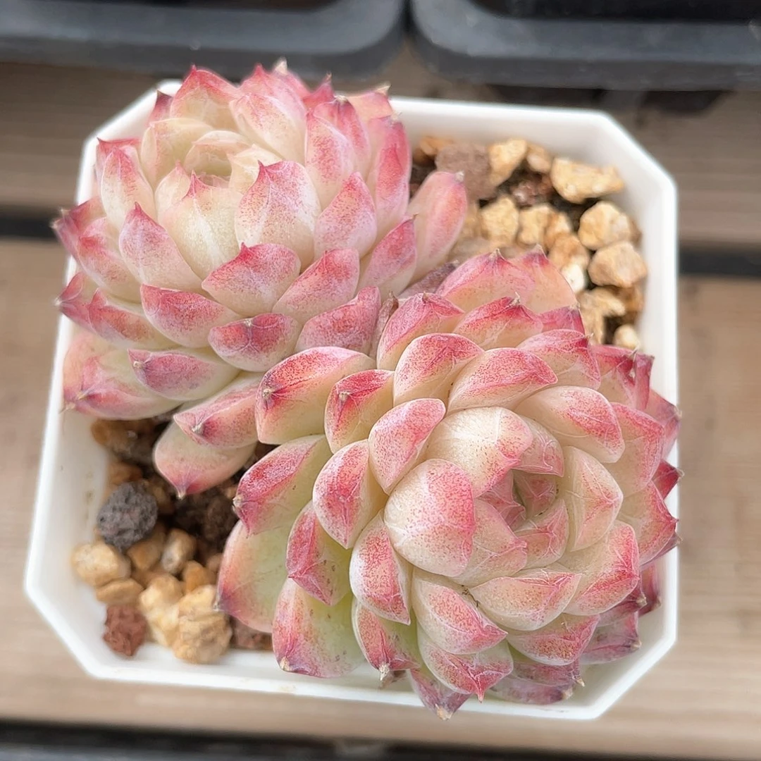 优选烟霞女王1031