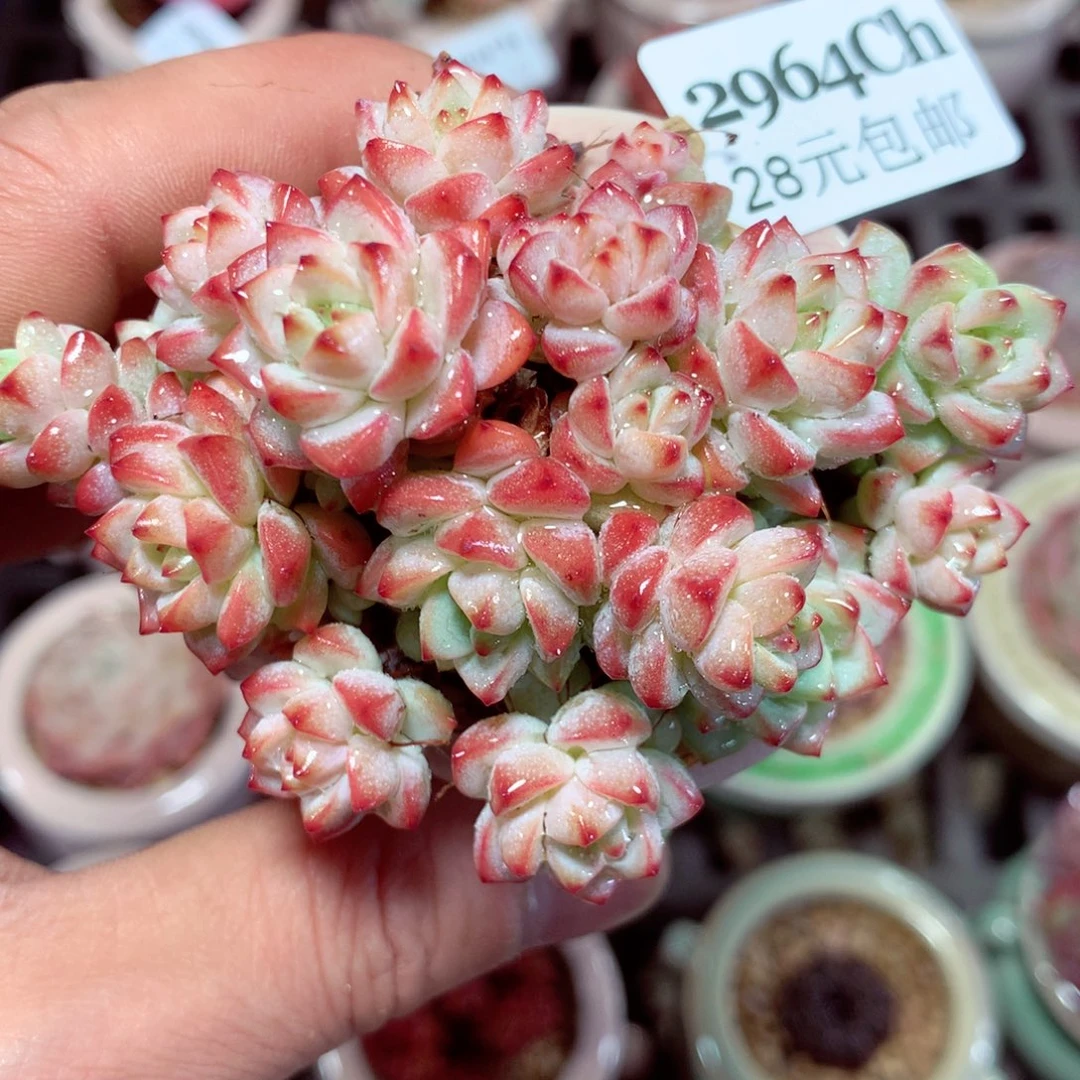 5厘米盆精控多肉2964