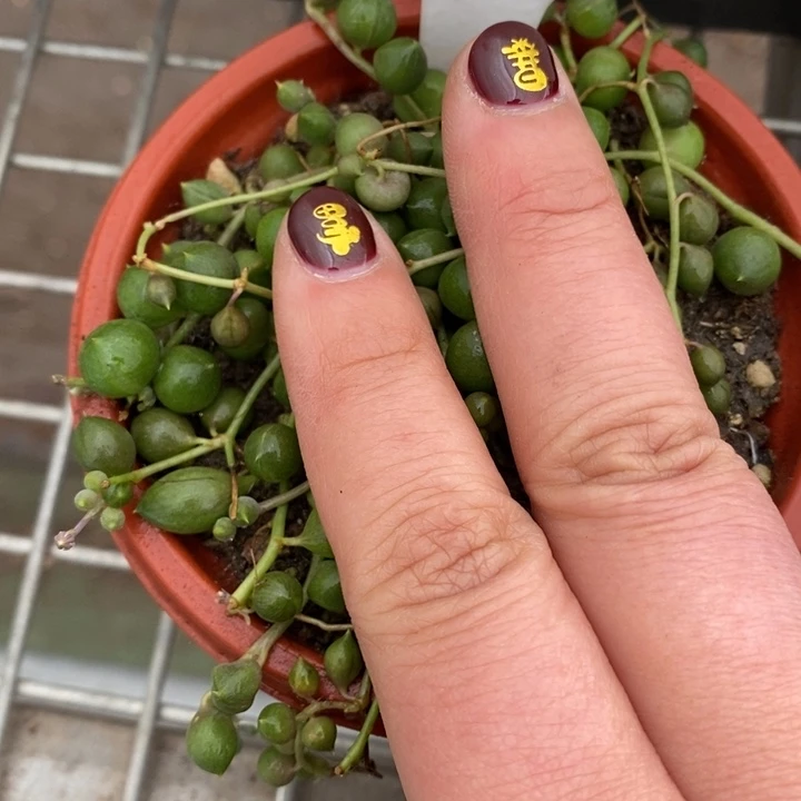 甲**巴伯克利和格蕾纳等著名