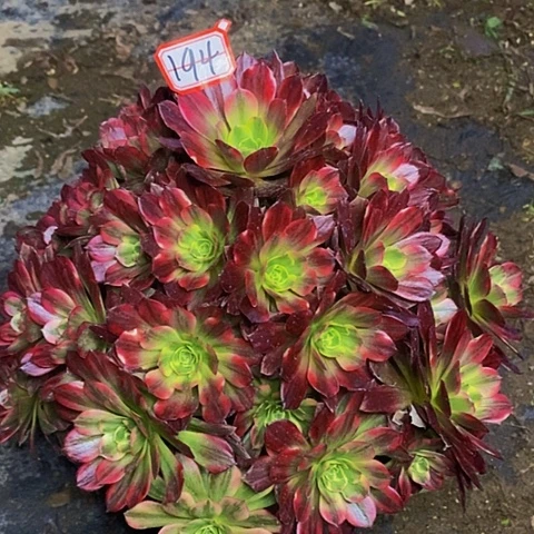 无**安娜老桩捧花194链接