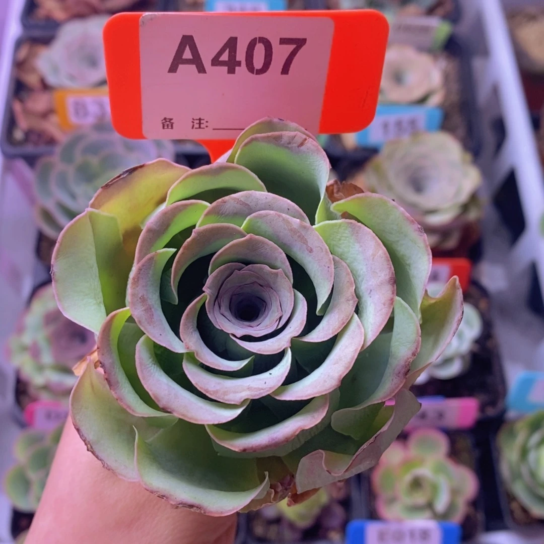 山地玫瑰一物一拍A407