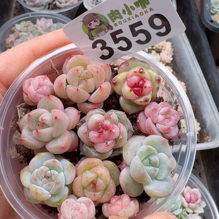 多肉植物多肉植物