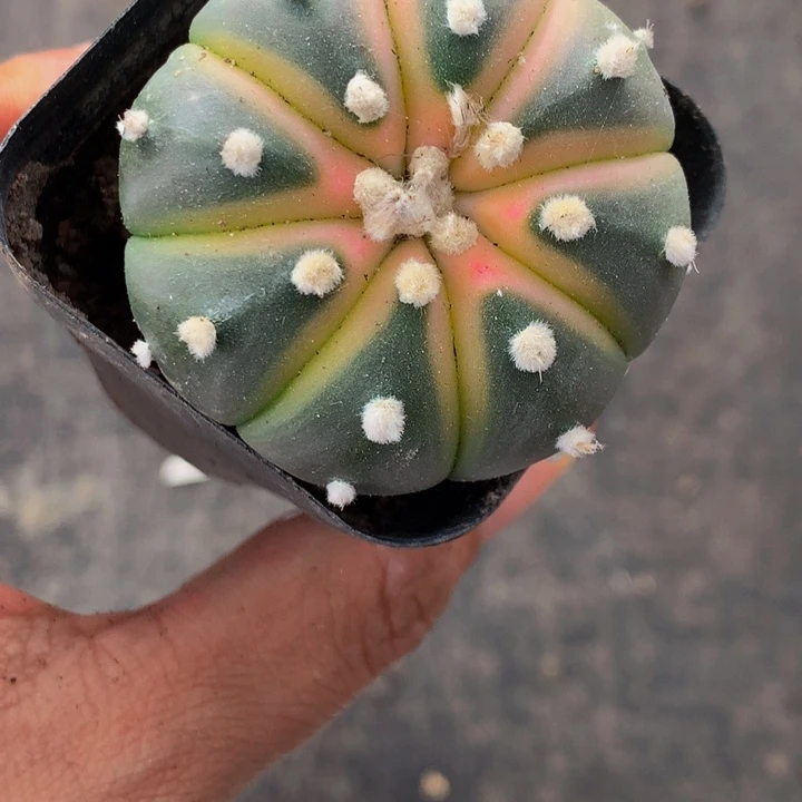 粉色星球 特价  （满9.99包邮不满9.9发叶子）