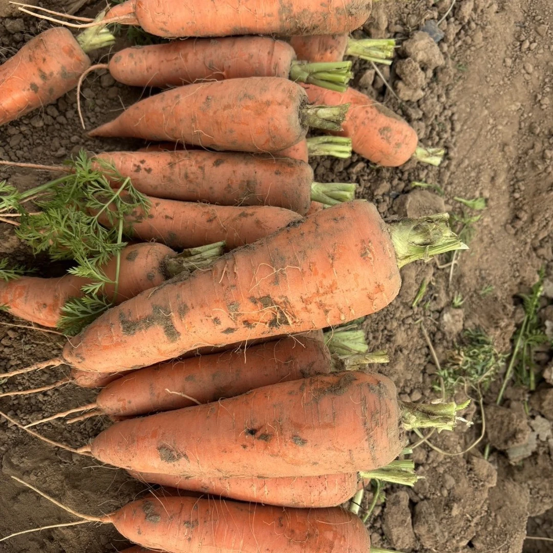 【5斤2包】农家胡萝卜自然生长 香味比大棚菜更香 生长时间长菜更浓