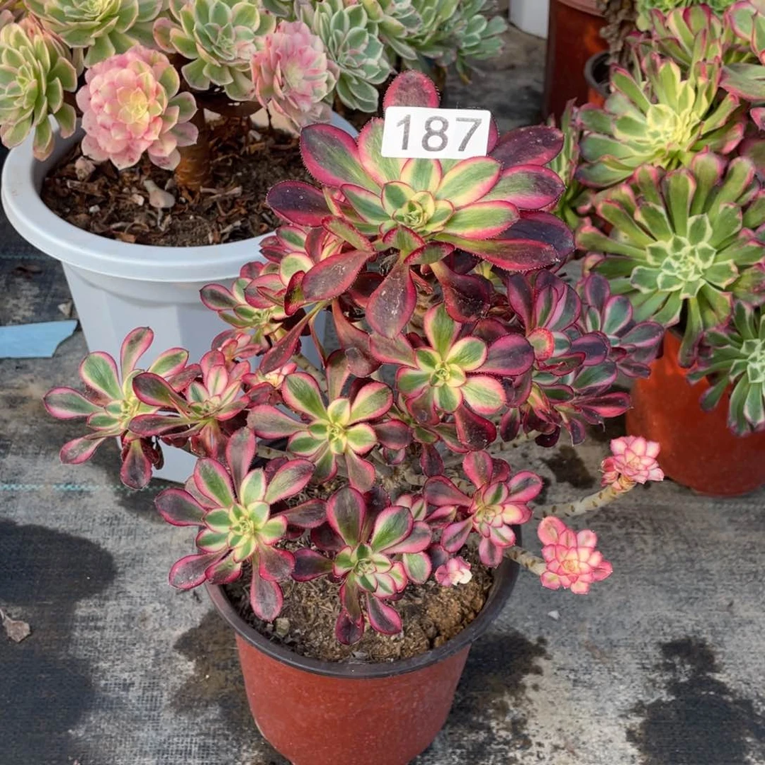 冰淇淋多肉植物老桩