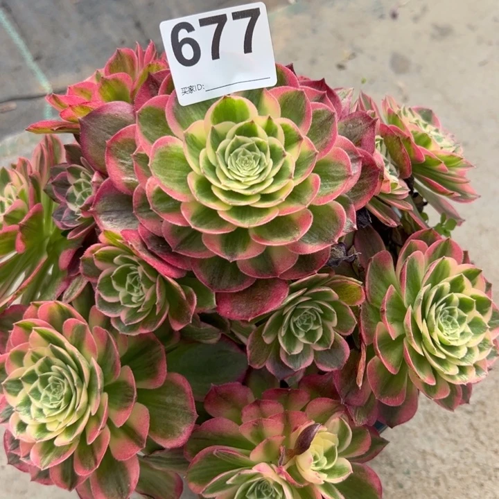 677海王20厘米左右处理