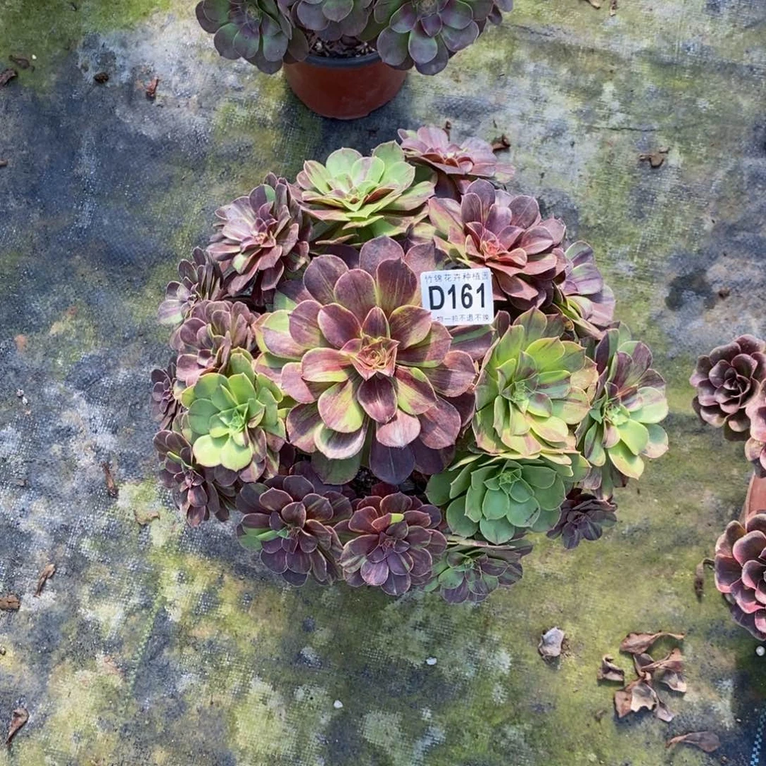 161花月夜一棵28公分左右