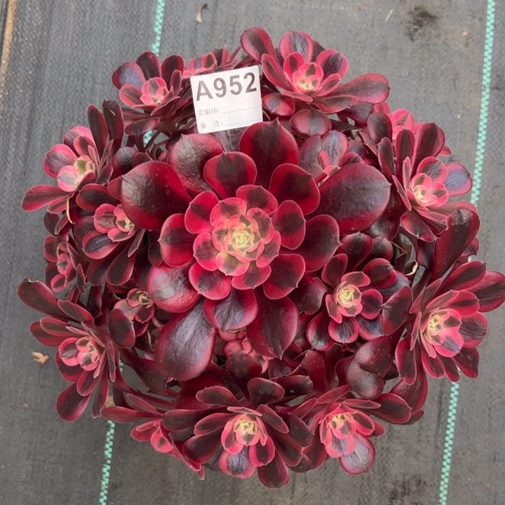 952美杜莎25厘米左右