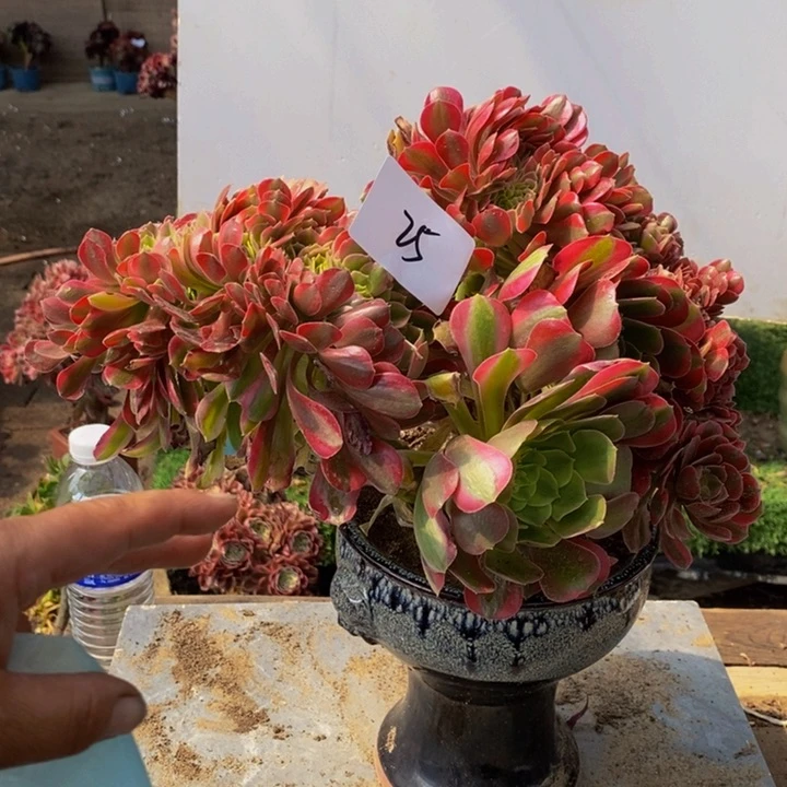 25号香妃缀化多肉1颗