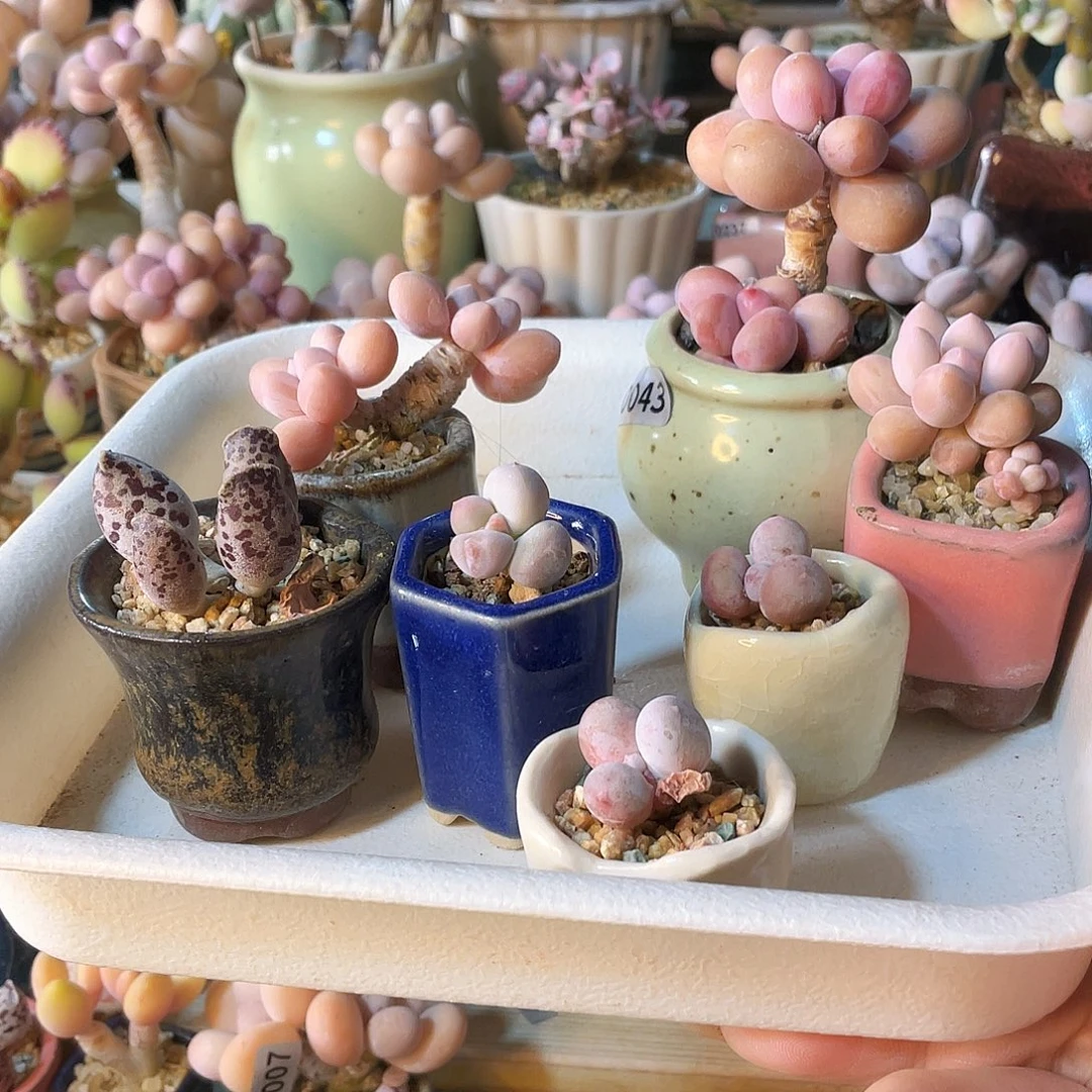 李***^多肉植物和植物等植物为