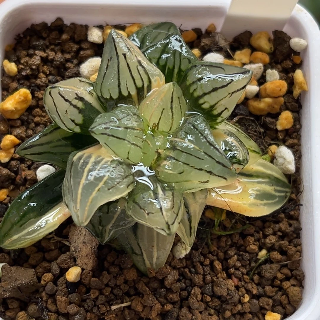 9西瓜寿锦福利专场