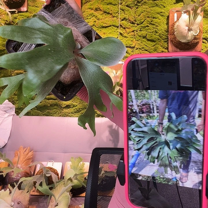 不开花植物tonkla dejavu 侧