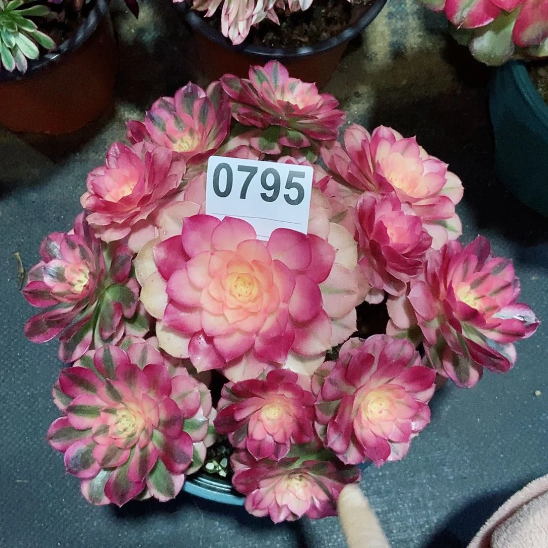 红陶0795倾城冠服23左右4444