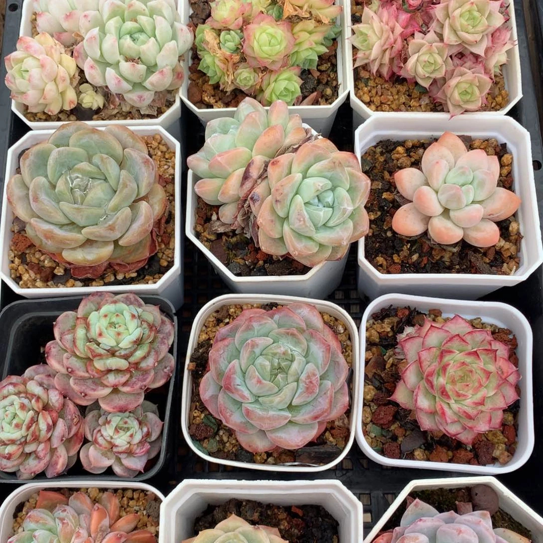 0524-848 珍妮糖心麦秆女王 套餐