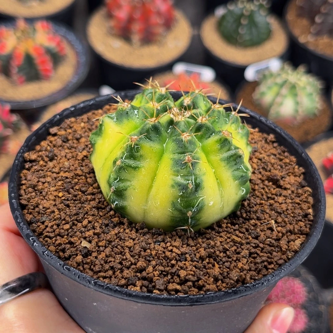 大豪臀 米哈仙人球