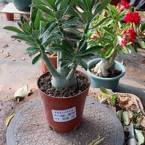 【闪购商品】无花朵用****6