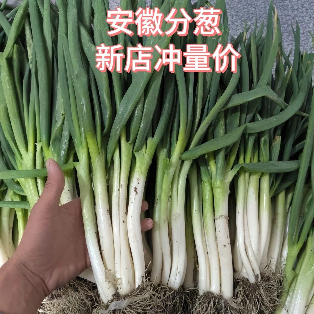 安徽小分葱手指粗 葱香脆嫩生吃蘸酱味香