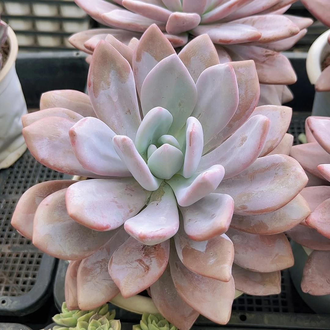 粉兔888888888998888888