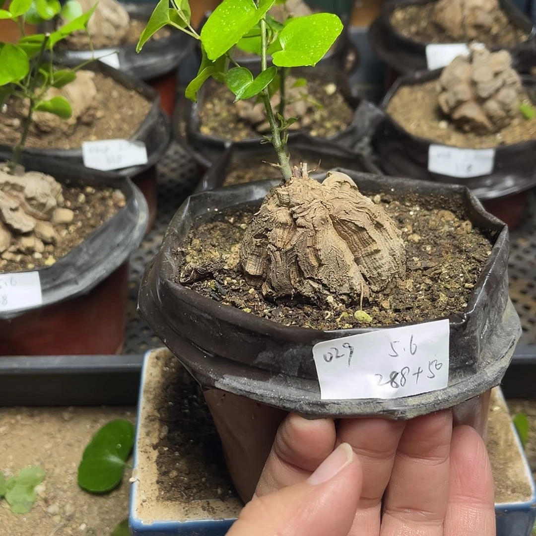 029南非块根龟甲龙