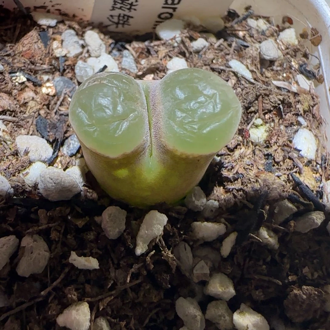 熊*熊肉锥多肉植物百科-1378