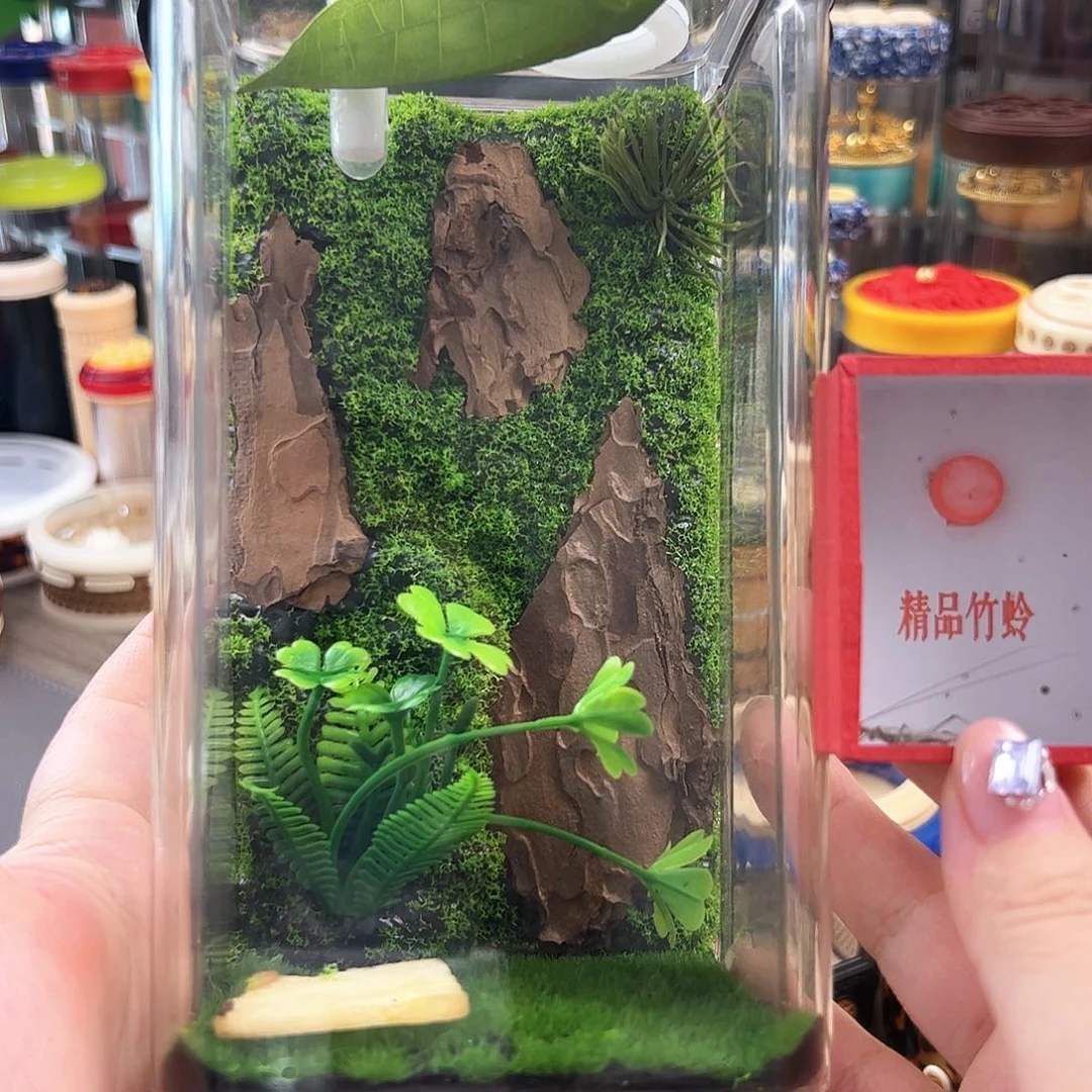 哈哈哈生态箱带冠那个和紫竹