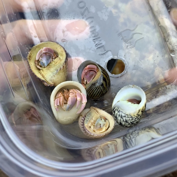 56。 精品豆