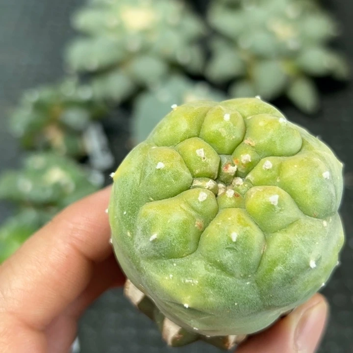 肉*?486仙人球的故事是