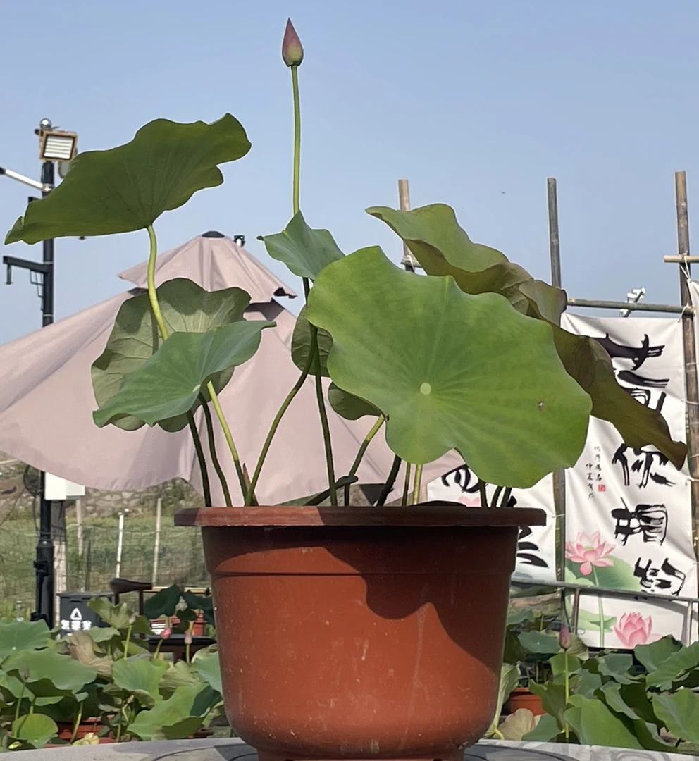 莲荷花中小型适合阳台盆栽观赏