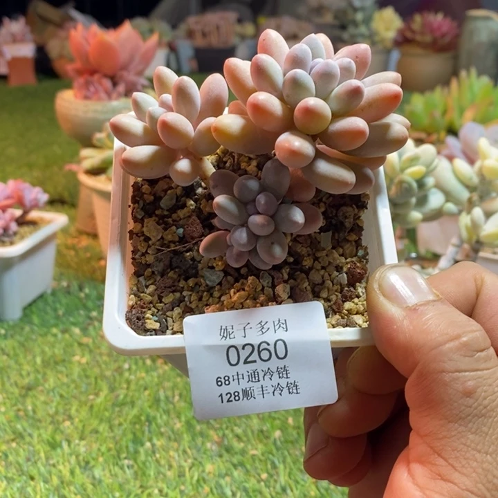 0260啊啊啊啊啊啊啊啊啊啊啊
