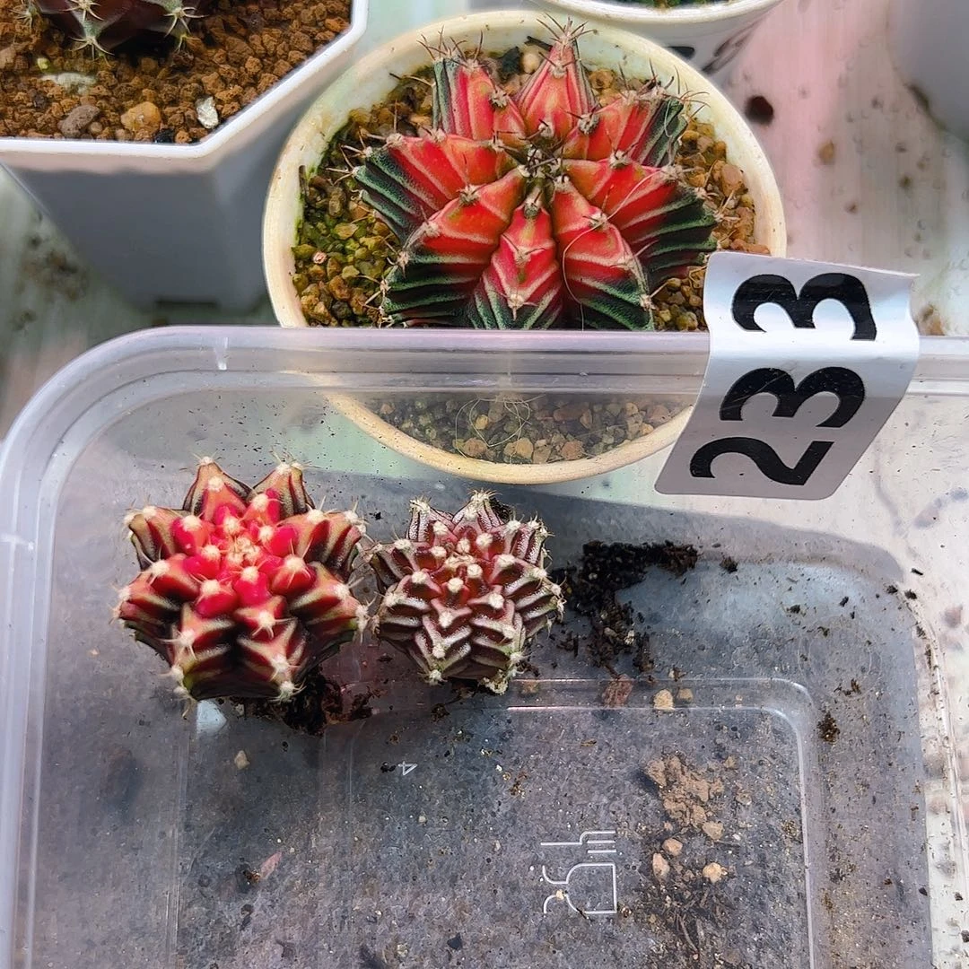 米***修当前无花栽培后可以开花233