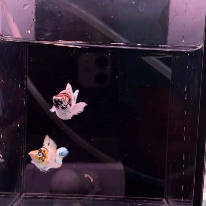 布***黑精品玛丽球红头马1对园尾