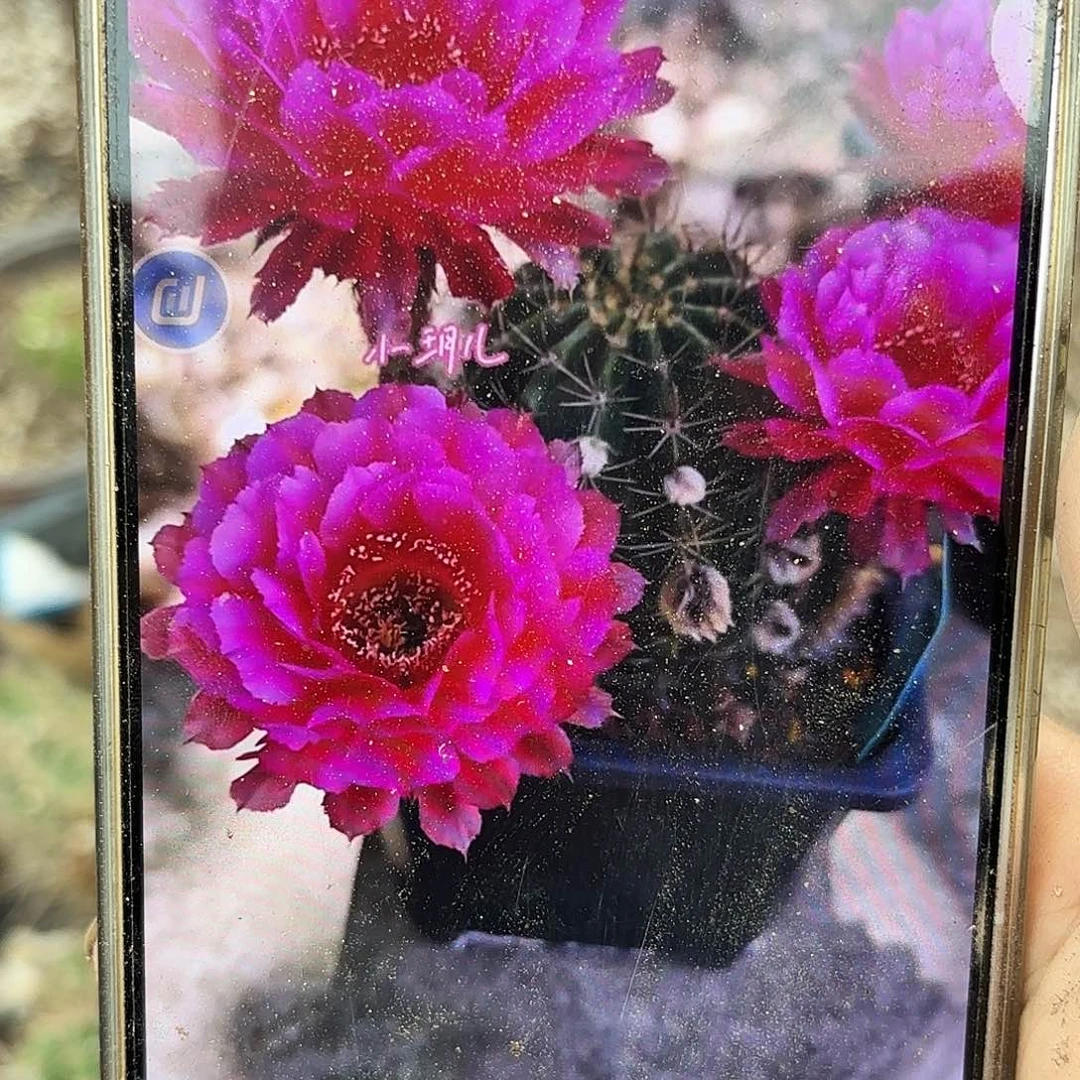 瑕疵干吧瘦小热加