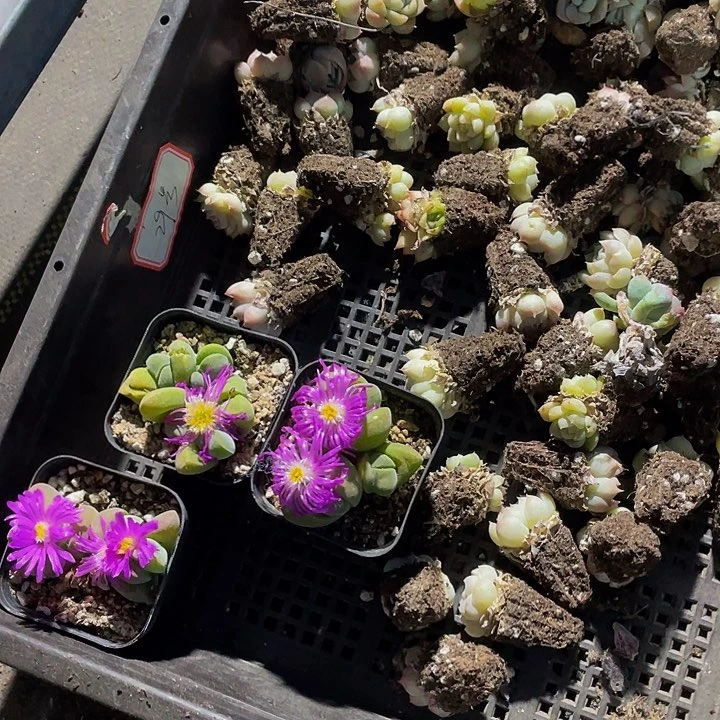 ?****゜29号筐带盆土发货