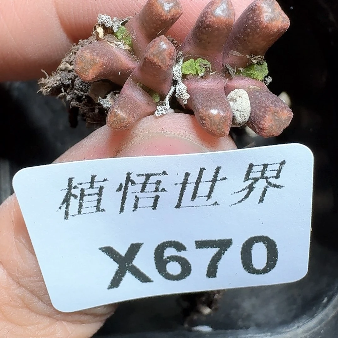 670盒多肉植物哇fv