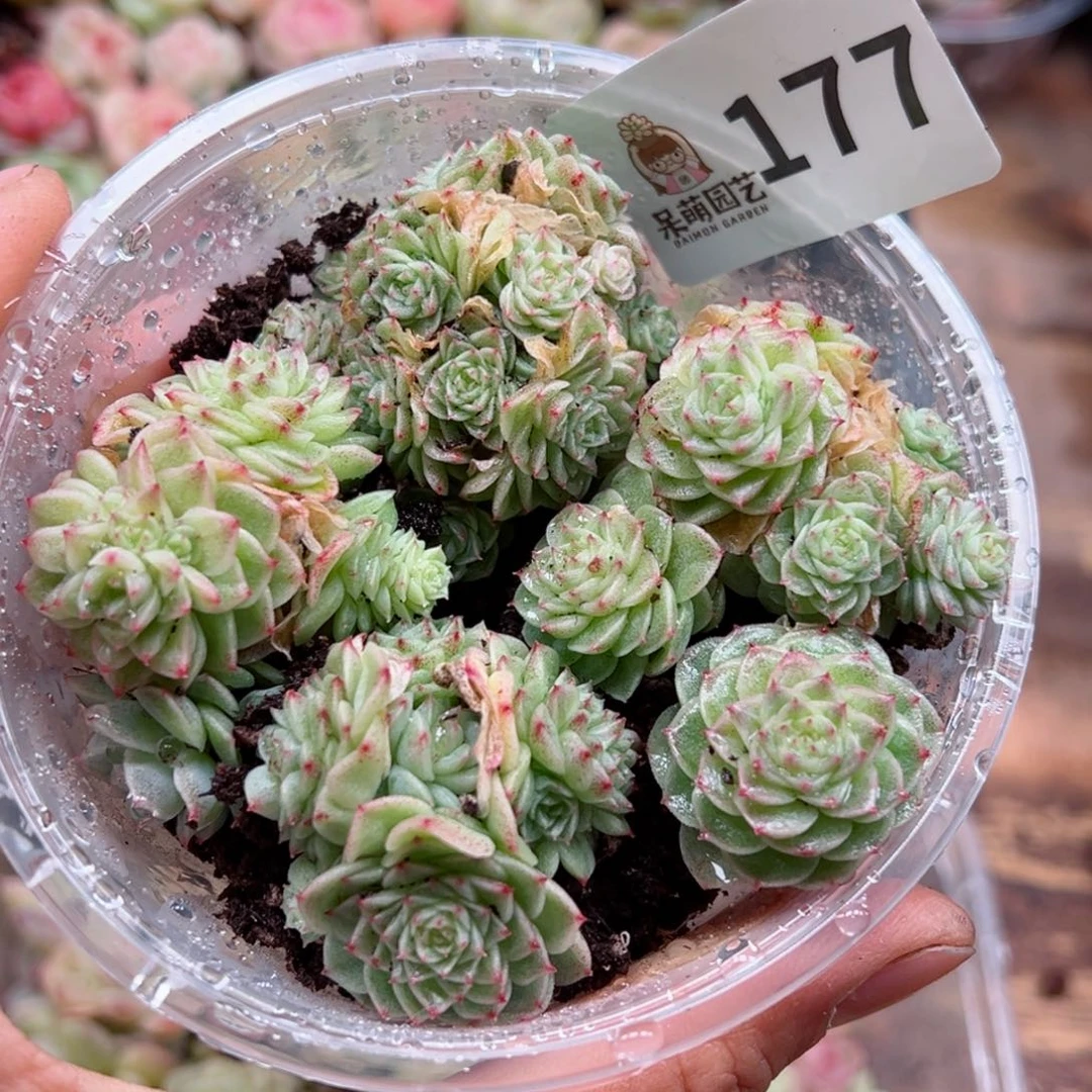 多肉植物多肉植物