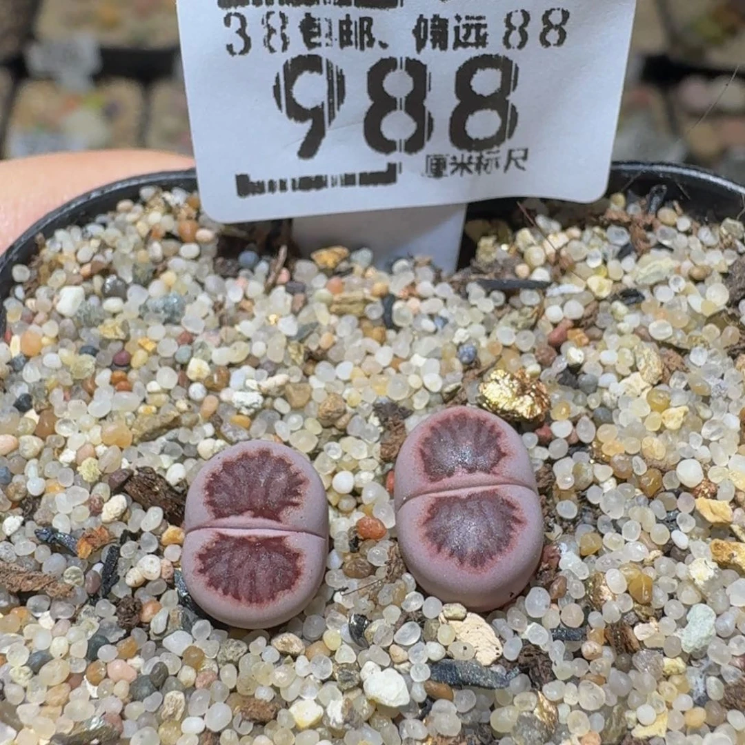 Ssss精品生石花988紫菊