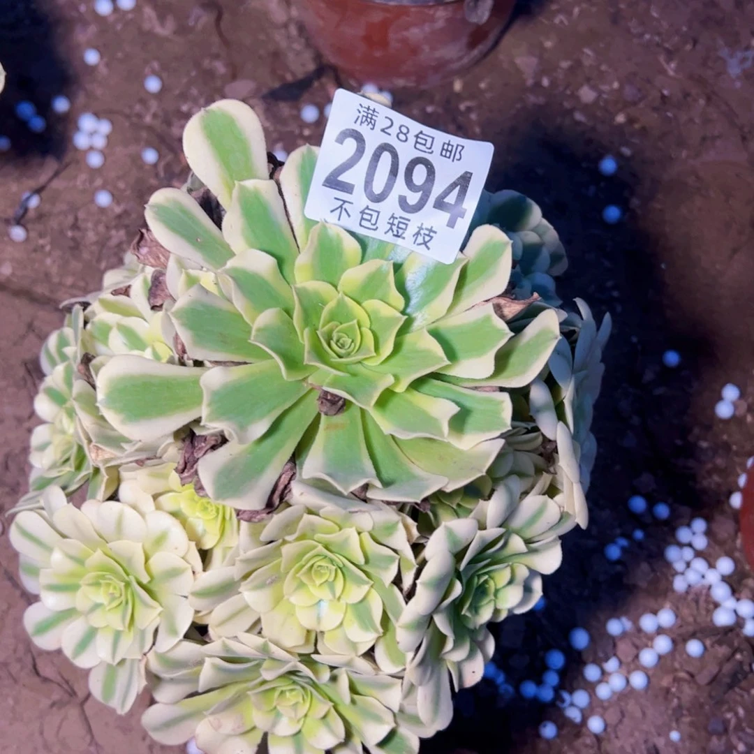 绿豆沙多肉植物2094
