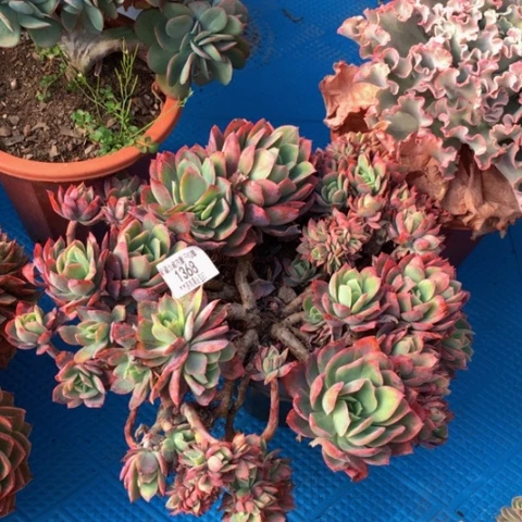 刘*忆1368绮罗多肉