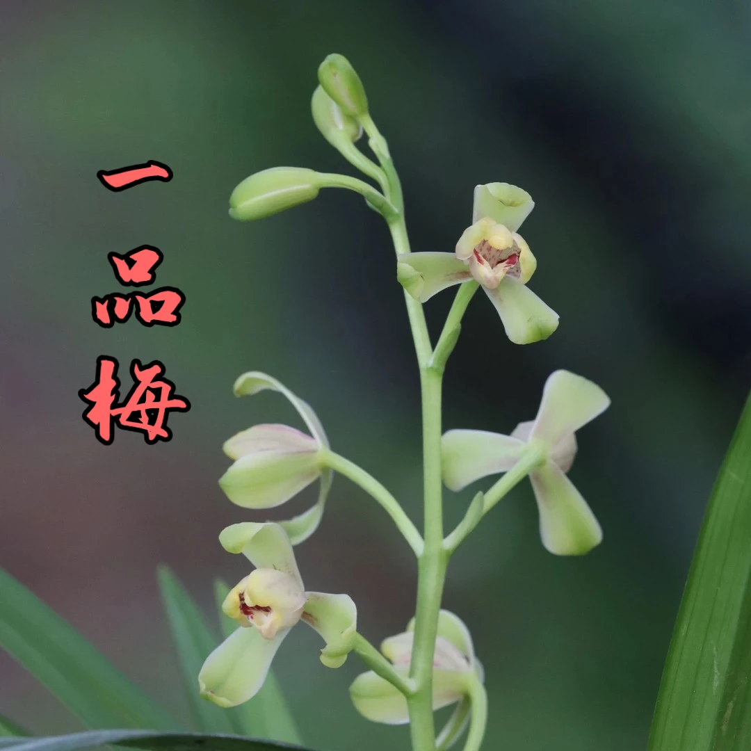 建兰【一品梅】四季兰
