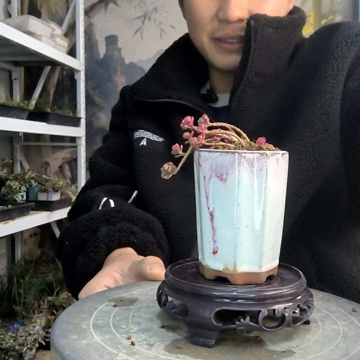 ?*️小盆景小植物一物一拍248