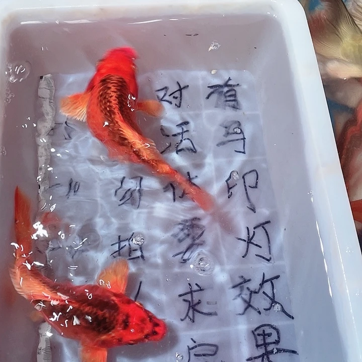 蝴蝶鲤鱼渔场直发35