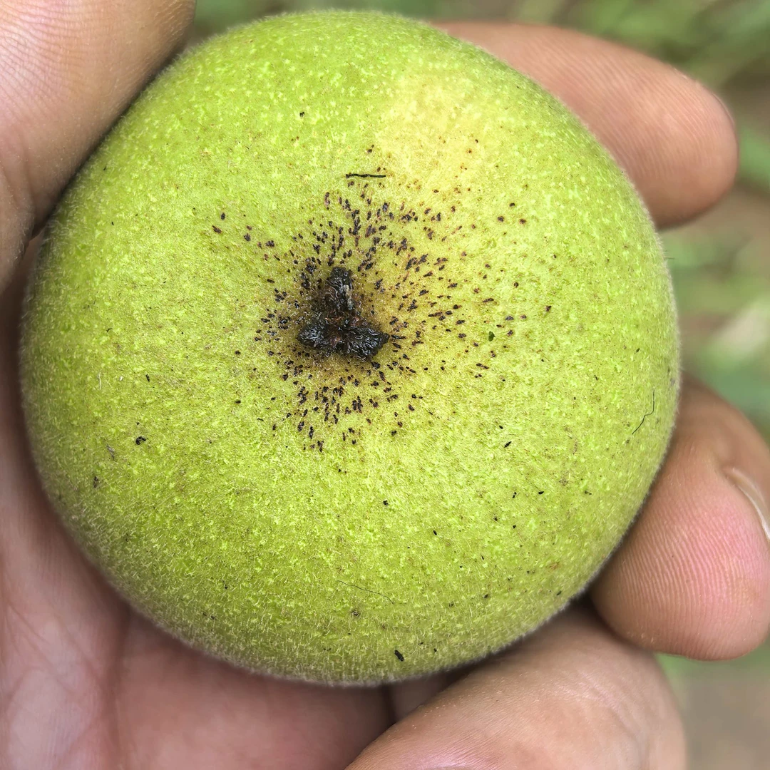 蛤蟆头四座楼狮子头青皮文玩核桃三棱麒麟纹官帽盘把件