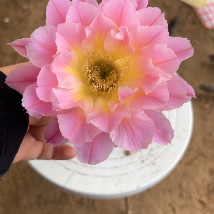 无花朵带根彩草118