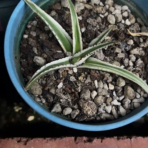 冰山锦龙舌兰植物