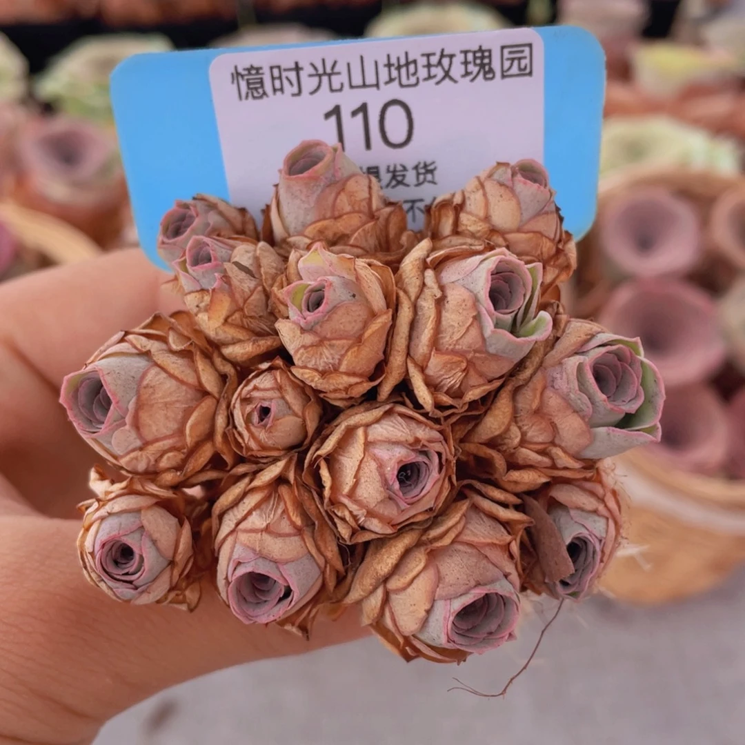 山地玫瑰110裸根发货不售后